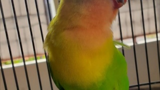 Say Hello To My Love Bird <3